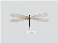 藏品(稀斑蟻蛉)的圖片